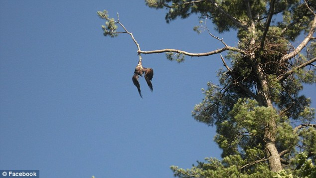 Remember When: Army Vet Frees Trapped Bald Eagle Just Before Independence Day After Gov’t Gives Up Featured