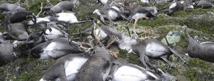 323 Reindeer Killed In Bizarre Mass Death Caused By Lightning Featured