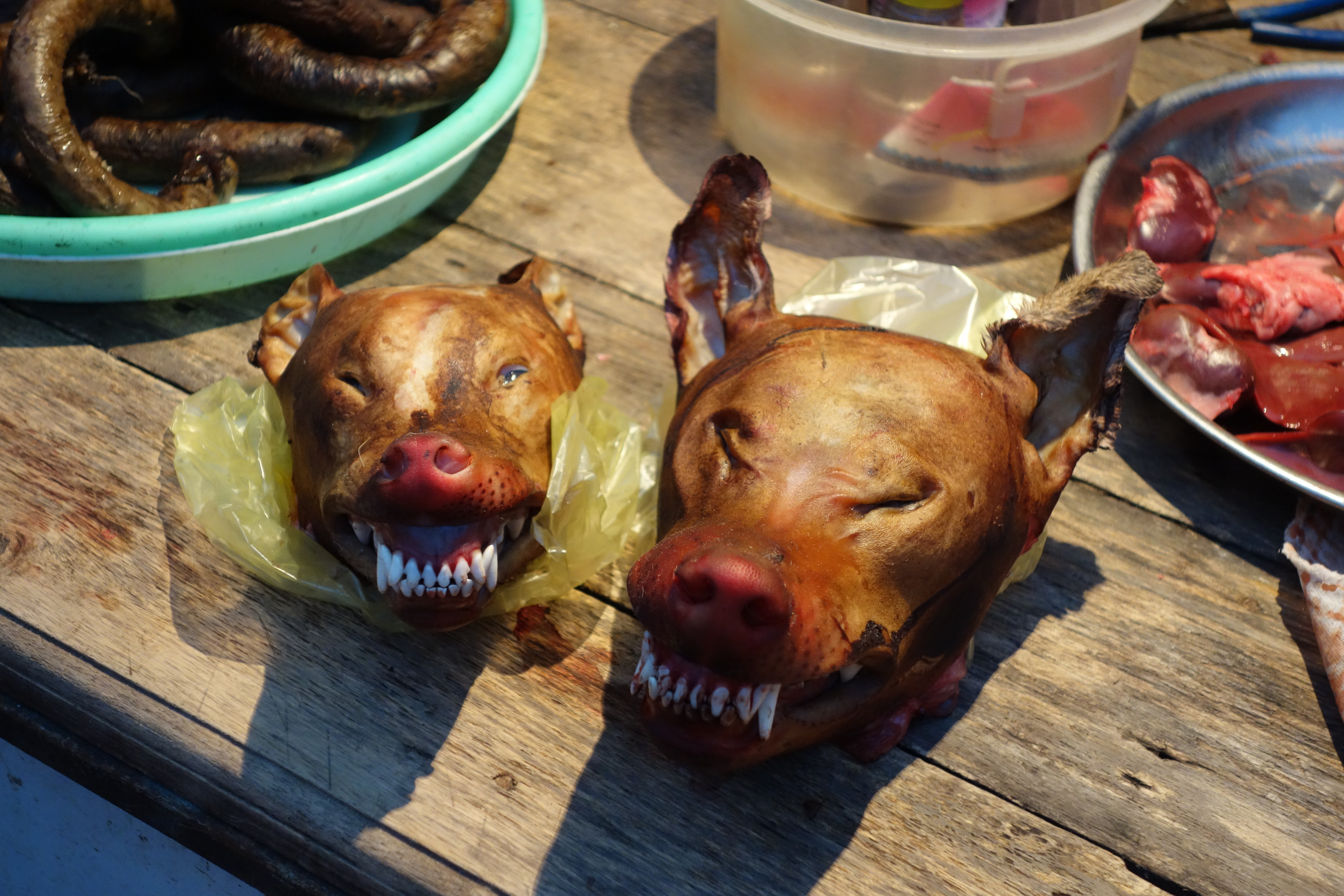 North Korea Dictator Tells Starving People To Eat Their Dogs: Now a “Superfood” He Says Featured
