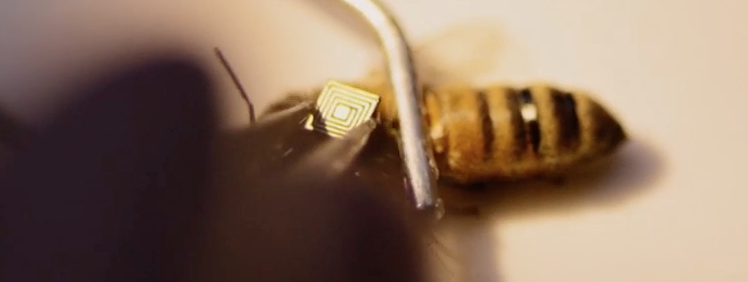 Intel Technology Could Be The Key To Solving Declining Bee Population Featured