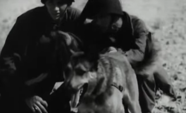 This Day In History: The U.S. Army Began Training Dogs For The “K-9 Corps” Featured