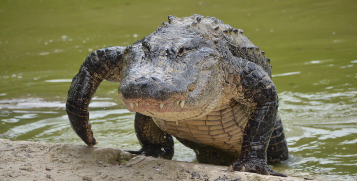 Op-Ed: Alligators Vs. Green Berets – The Dangers Of Special Forces Training In The Ogeechee River Featured