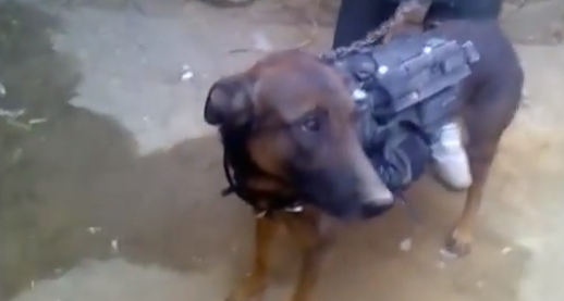 (Video) NATO Sniffer Dog Captured By Taliban Featured