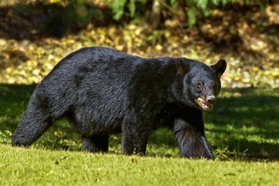 Japanese Fisherman Fights Off Black Bear With Karate Skills Featured