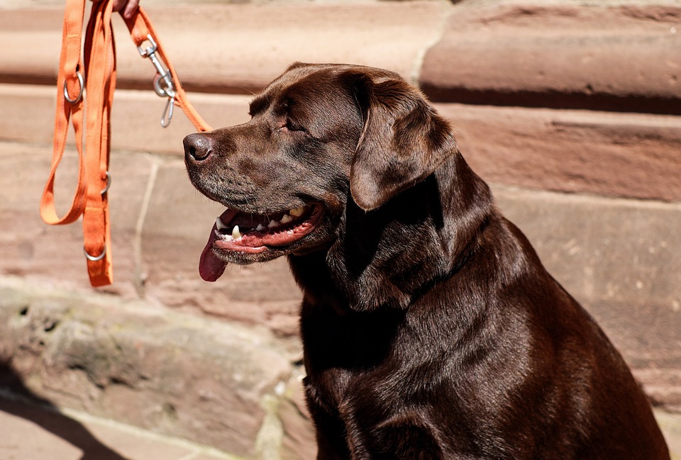 Combat Vet Suing American Airlines For Rejecting PTSD Service Dog Featured
