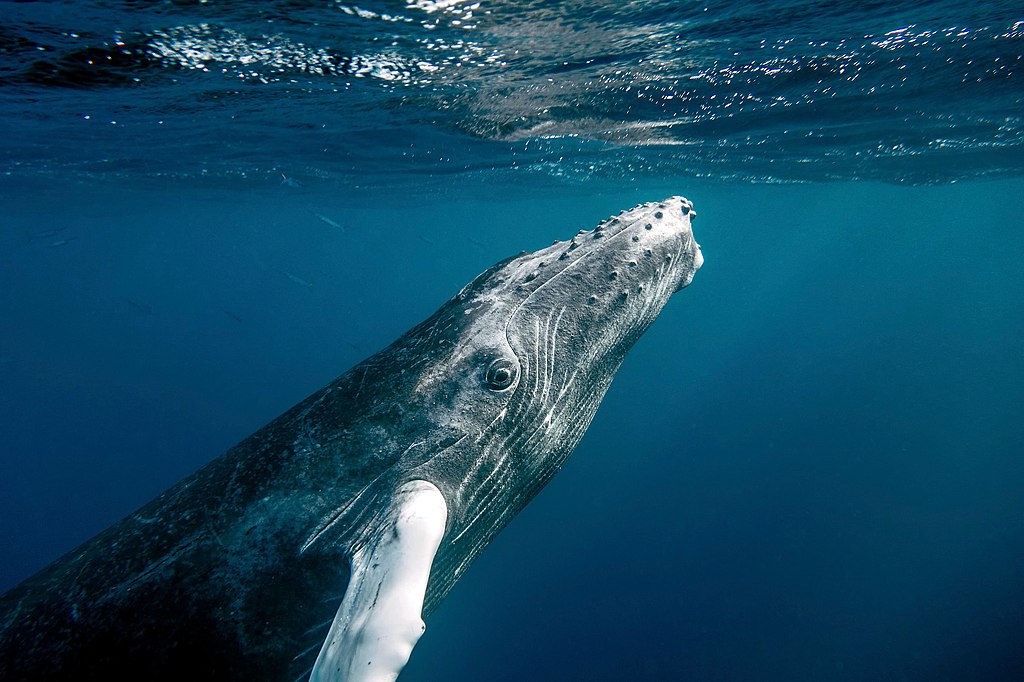 Video: Whale with mangled tail traveled from Russia to Southern ...