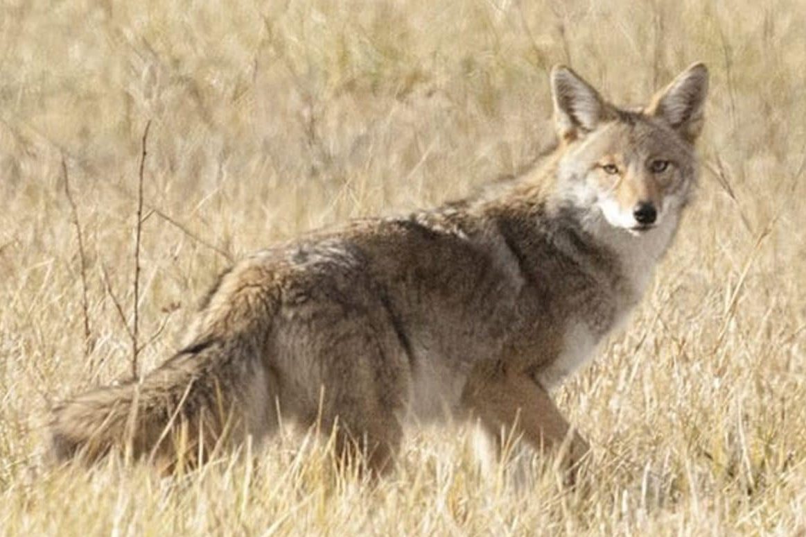 Multiple coyote attacks on runners reported at Camp Lejeune Marine ...