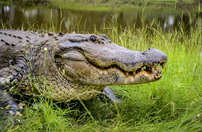 Alligator wrangled at Air Force base