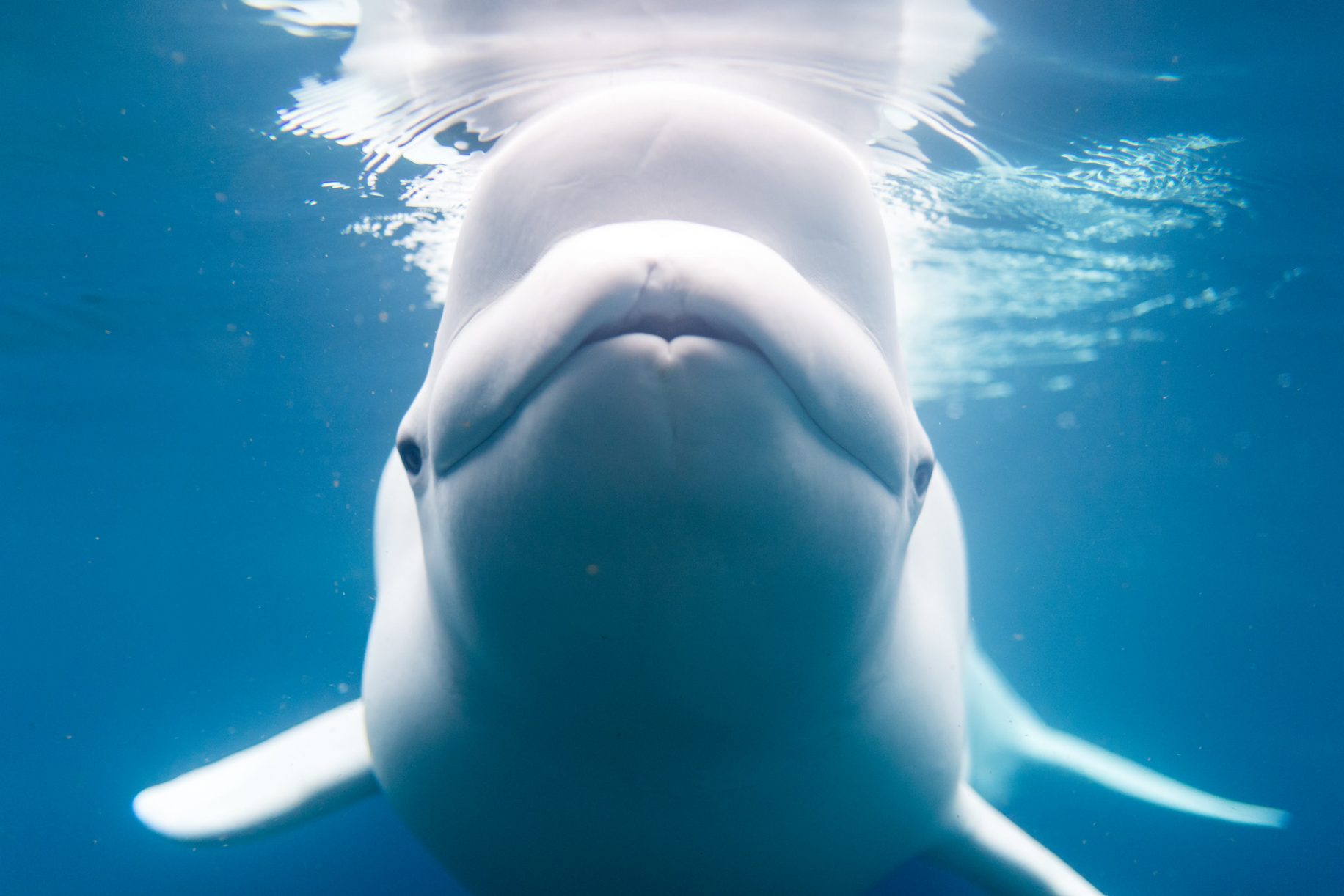 Beluga whale with Russian harness raises alarm in Norway | American ...