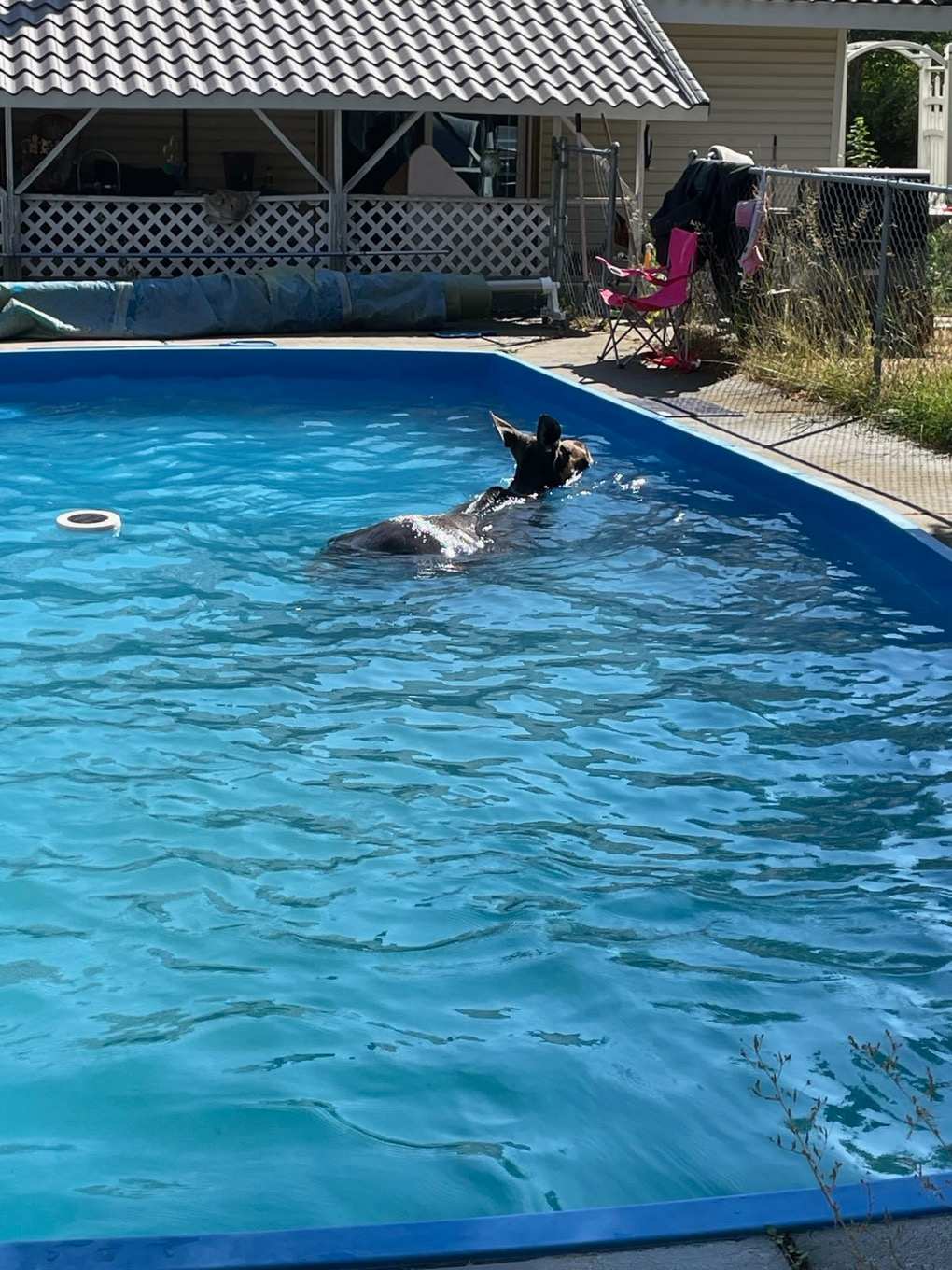 Moose caught taking a dip in resident’s swimming pool, Washington photos show