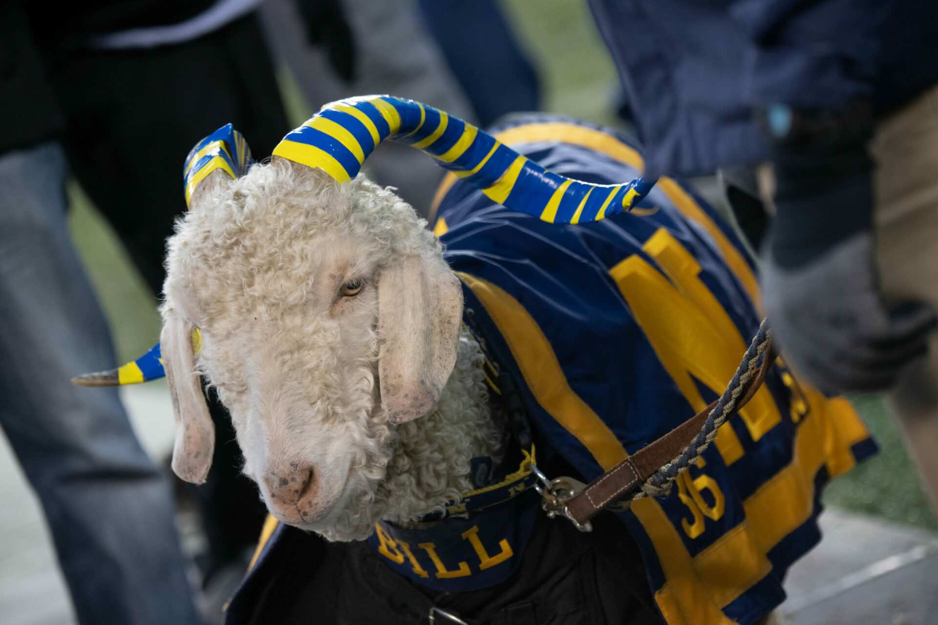 West Point cadets kidnap wrong Navy goat in botched prank raid for Army/Navy game