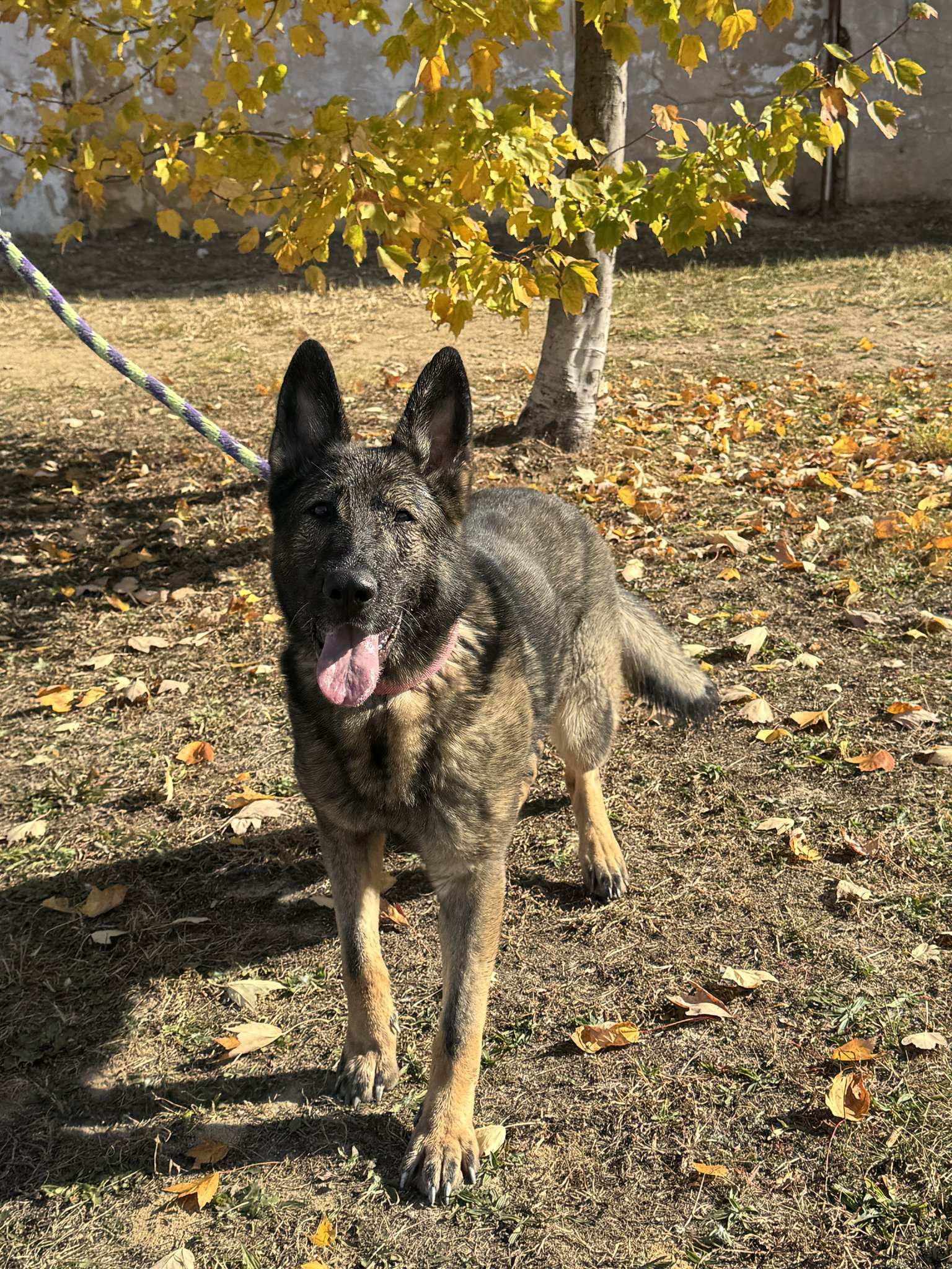 Bomb-sniffing dog rescued by shelter from abuse. ‘She’s ready for her next chapter’