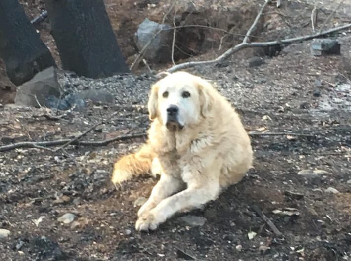 Dog guards house burned down in CA wildfires for weeks and finally