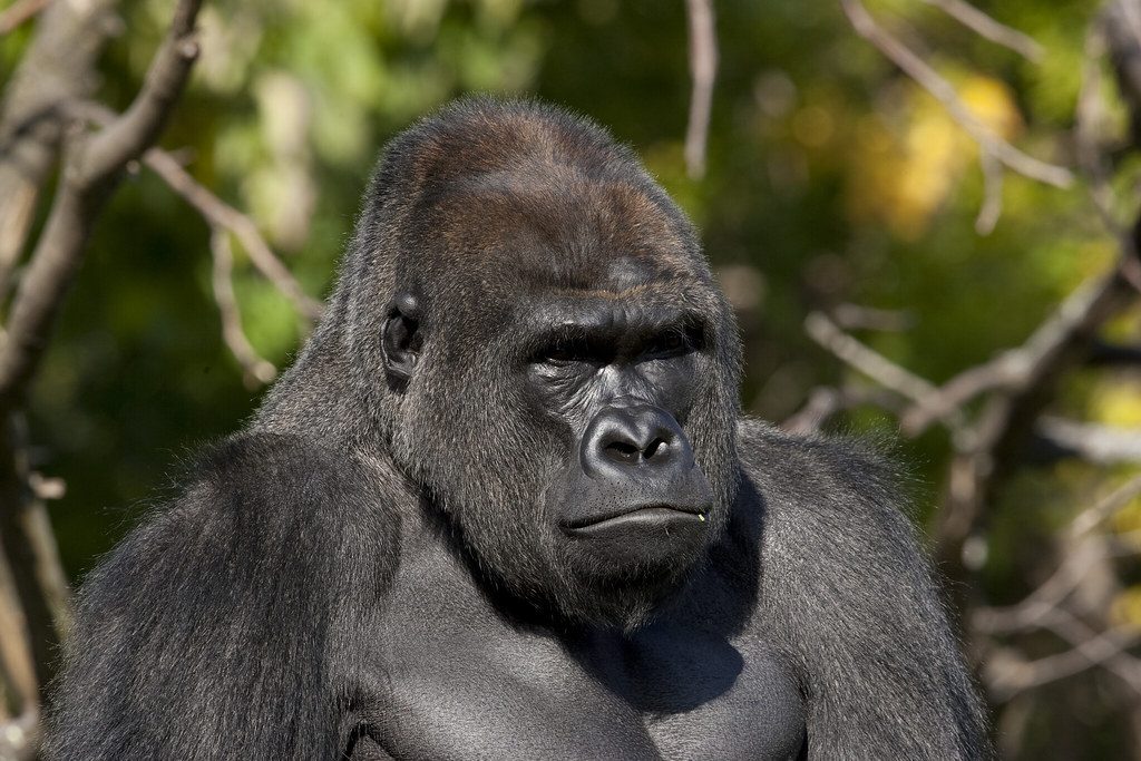 This is how the internet remembered Harambe the gorilla, 3 years later