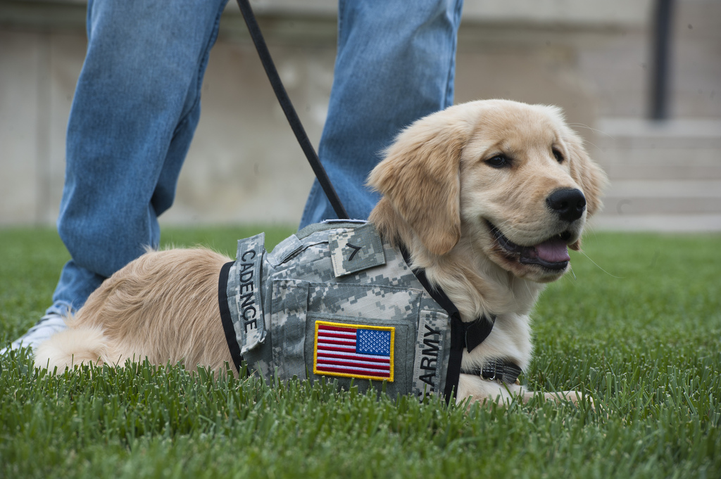 10 million PAWS Act wants to give veterans service dogs to help with