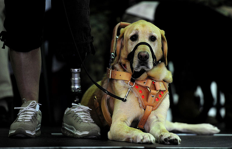 PTSD Stricken Veteran Able To Bring Service Dog Along During Dentist Visit Thanks To Local News Station Featured