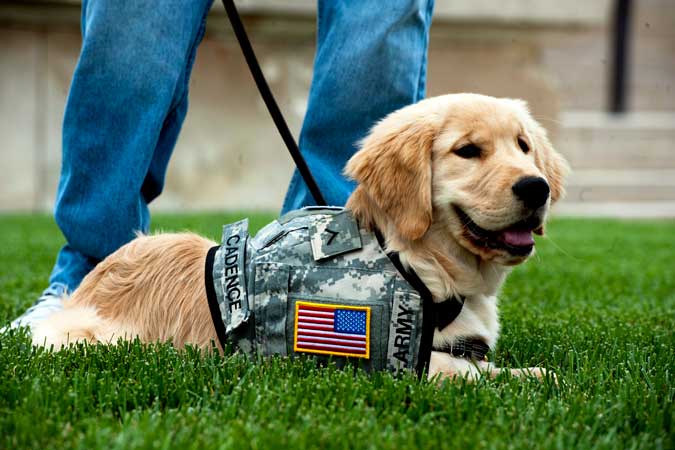 Restaurant Kicks Out Disabled Veteran And Service Dog Featured