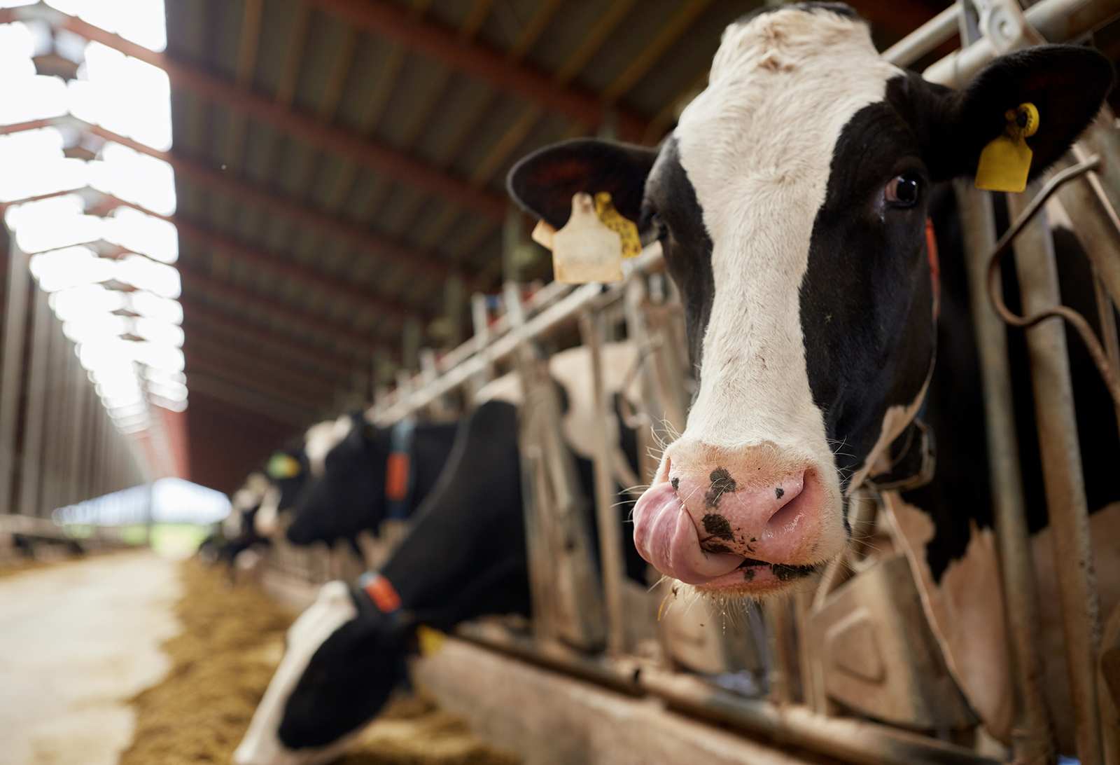 ‘More serious than we had hoped’: Bird flu deaths mount among California dairy cows