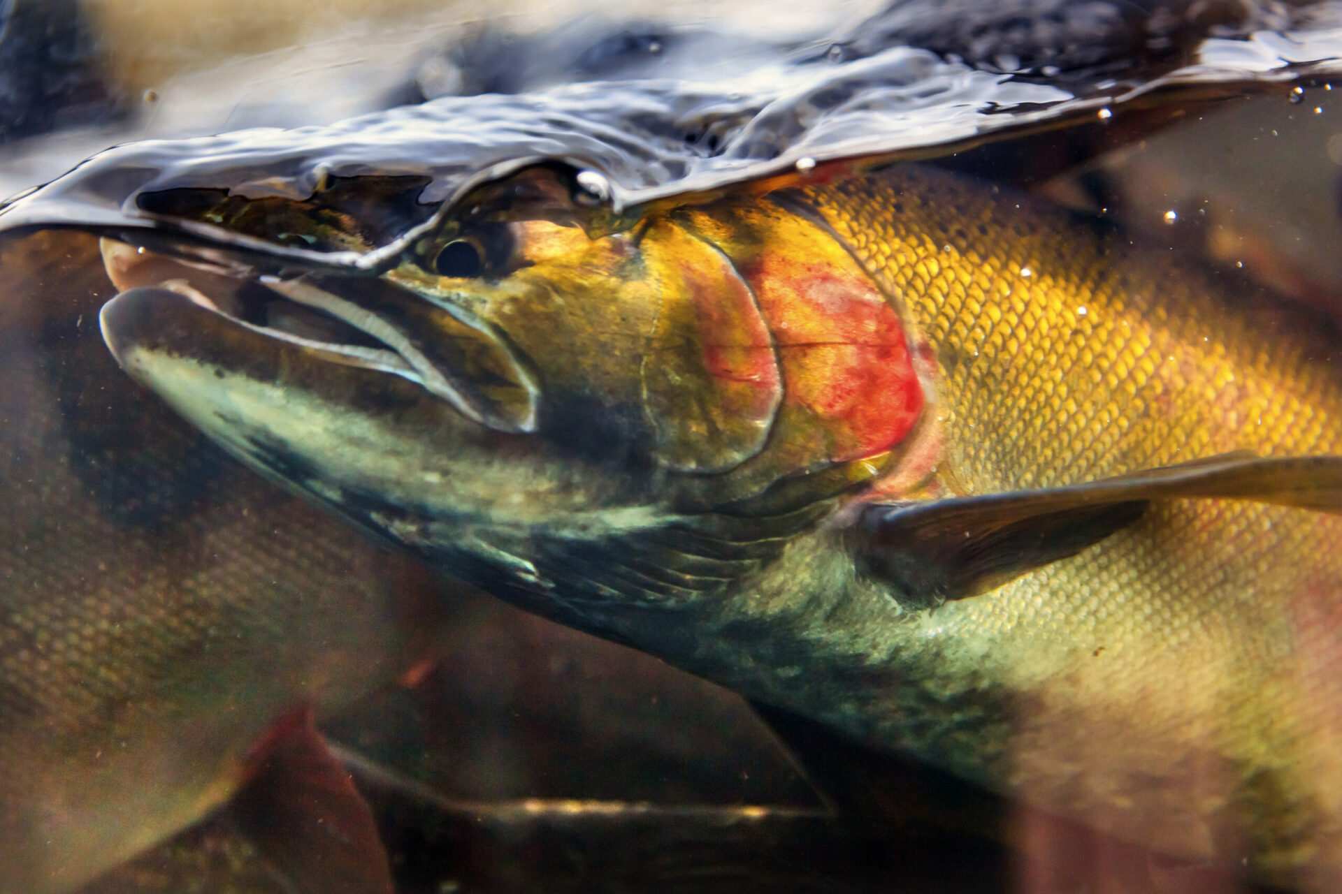 Fishing groups sue tire-makers over toxic chemical that kills salmon