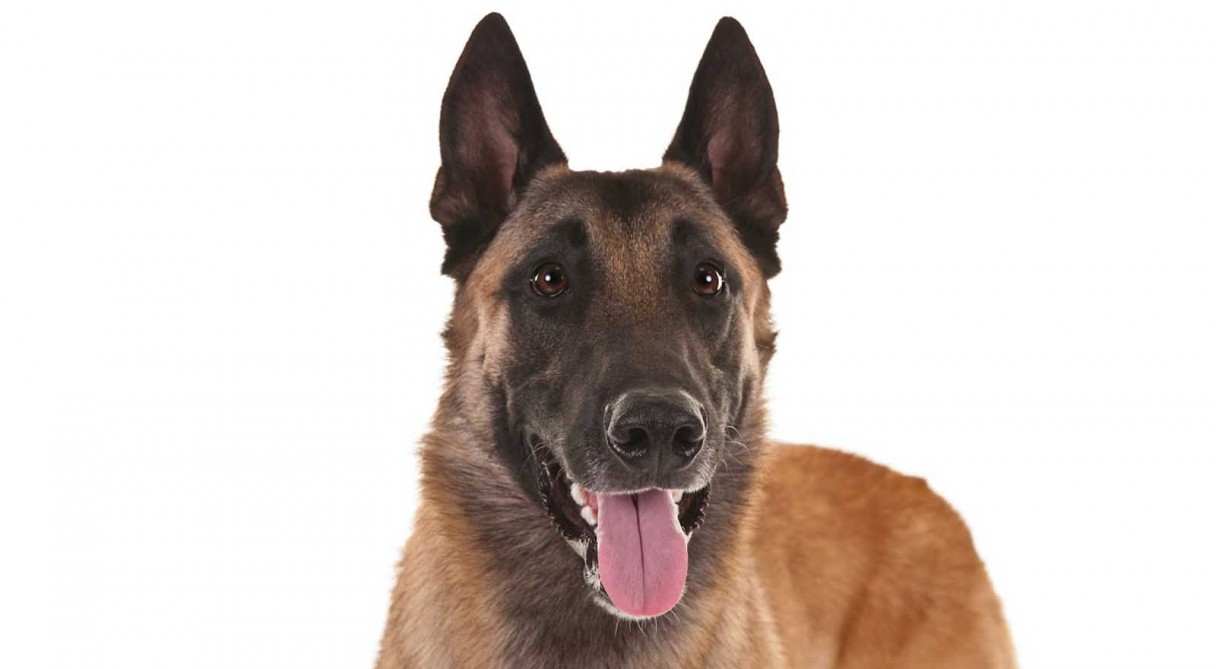 DNA Evidence Used To Save The Life Of A Veteran’s Service Dog Featured