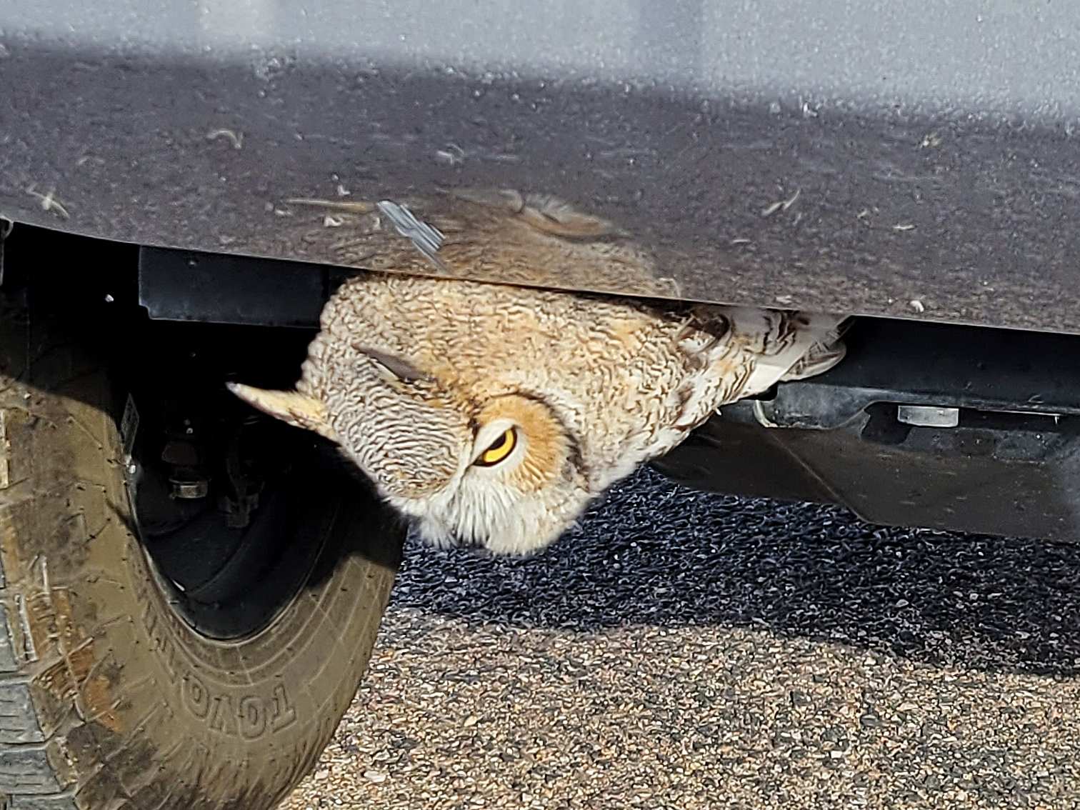 Passerby notices creature stuck in truck’s grille — then rescue begins, CO photos show