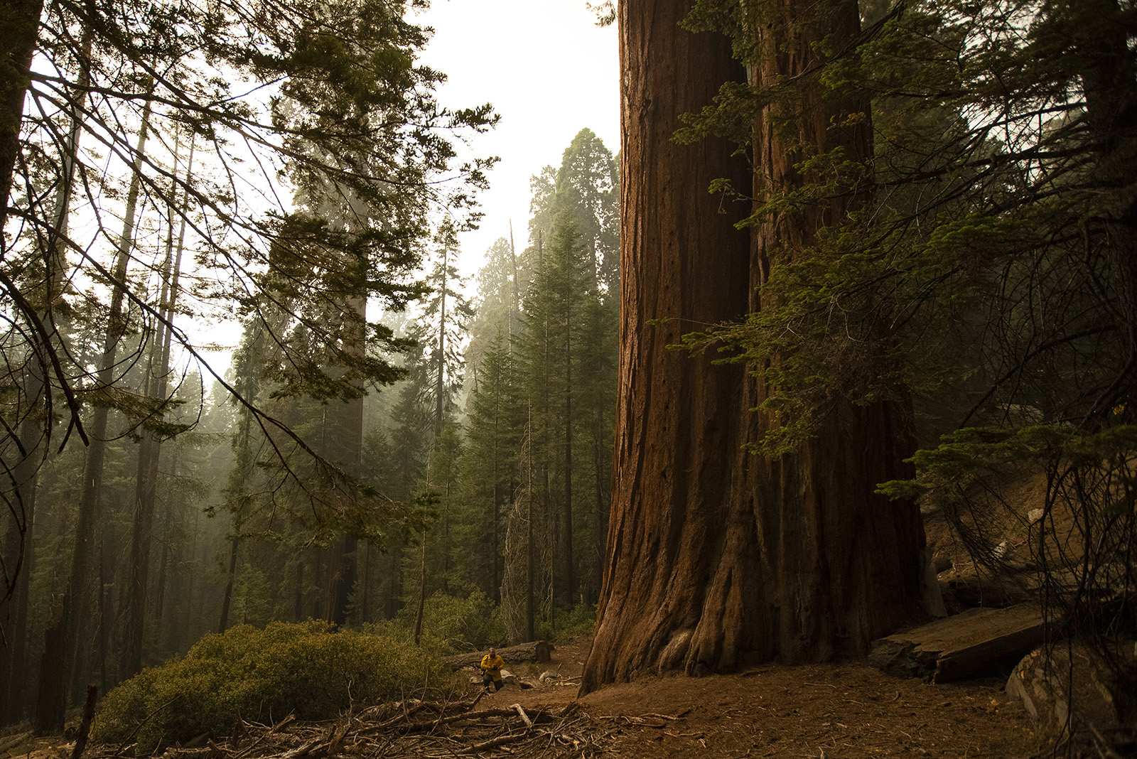 America’s four most polluted national parks are in California, study finds