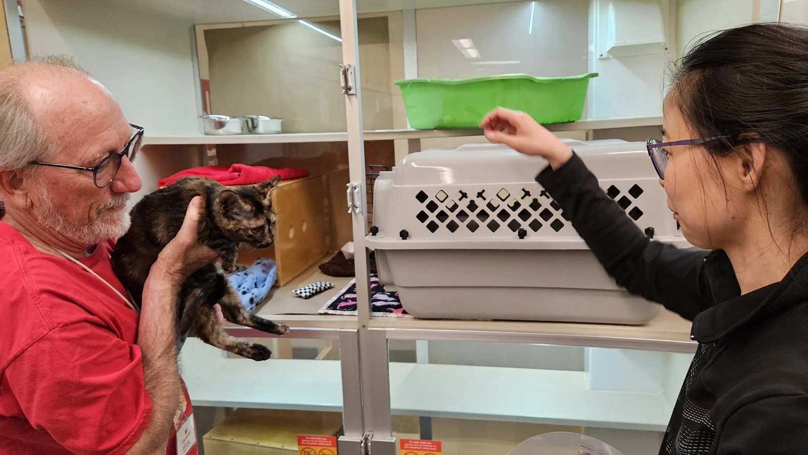 Cats flown from Maui quickly adopted in Seattle area