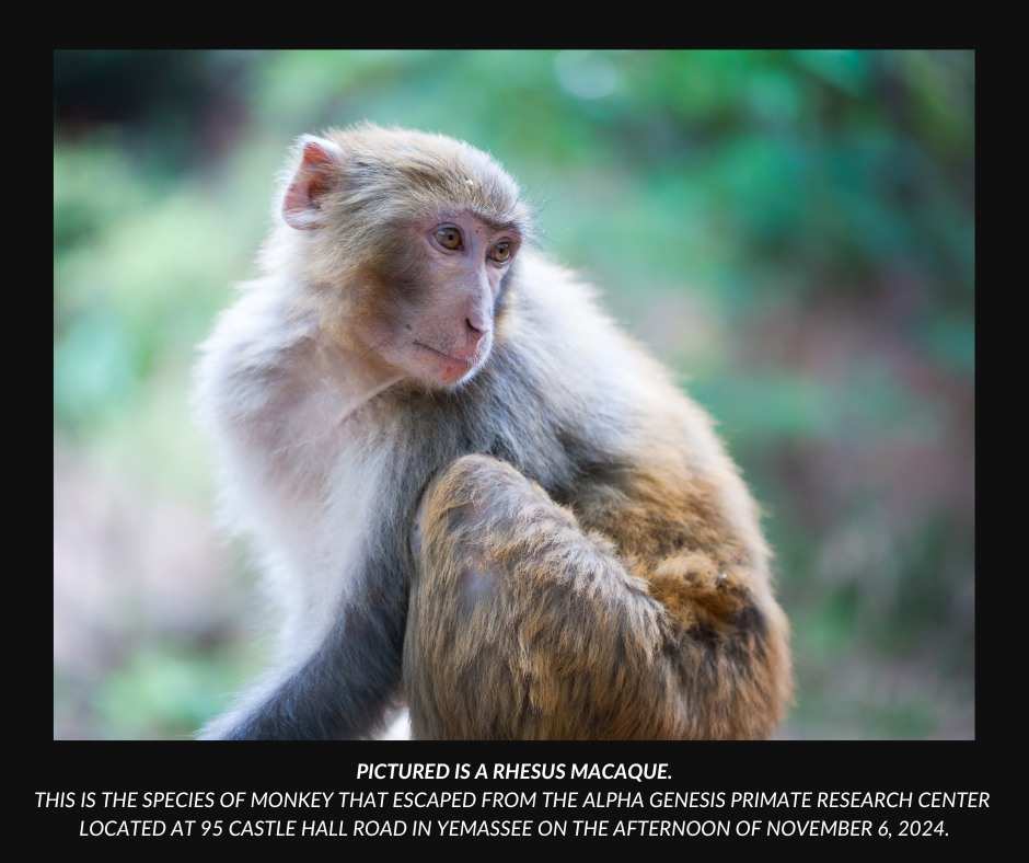 43 monkeys escape from research center