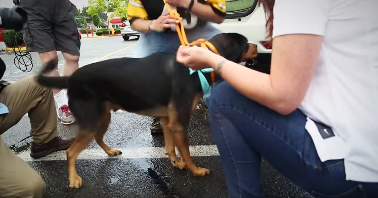 (WATCH) Supposedly Dead Dog Travels 3,000 Miles to Reunite with His Military Family Featured