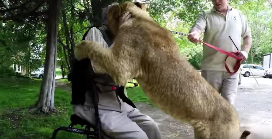 Meet The 92 Year Old WWII Vet That Has Become Best Friends With A Group Of Lions Featured