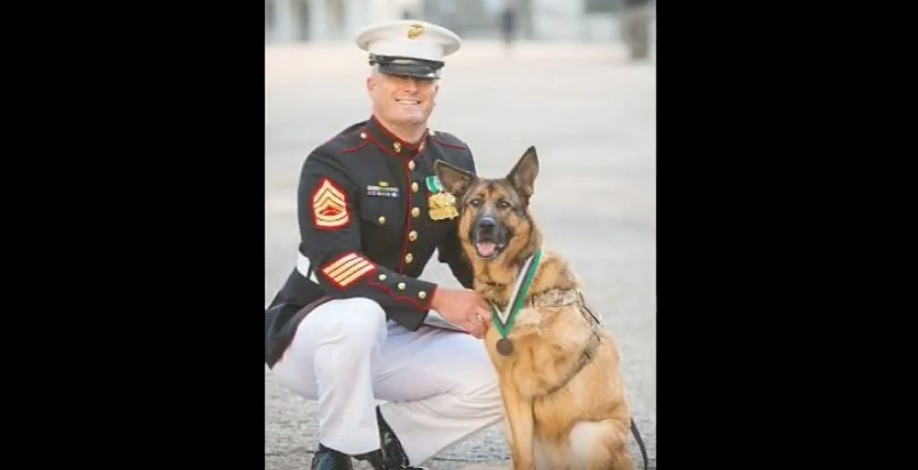 Meet Lucca, The Marine Service Dog That Lost Her Leg In Afghanistan & Just Awarded A Major Honor Featured