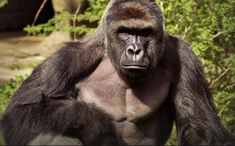 Cincinnati Zoo Pleads With Public To Stop Using Gorilla Harambe Memes – Thousands More Appear Featured