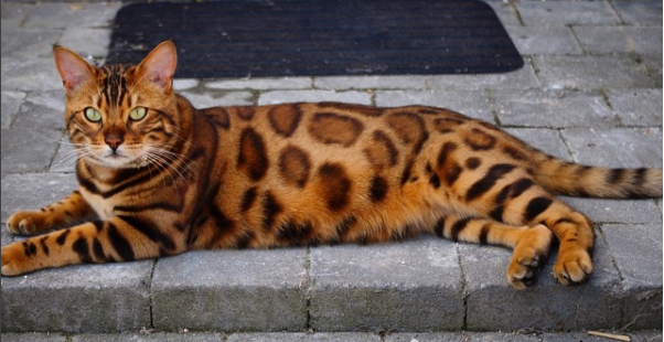 Thor, The Bengal Tiger-Looking Cat Is Going Ridiculously Viral Featured