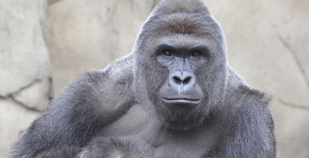 Here Is How The Internet Remembered Harambe The Gorilla One Year After ...