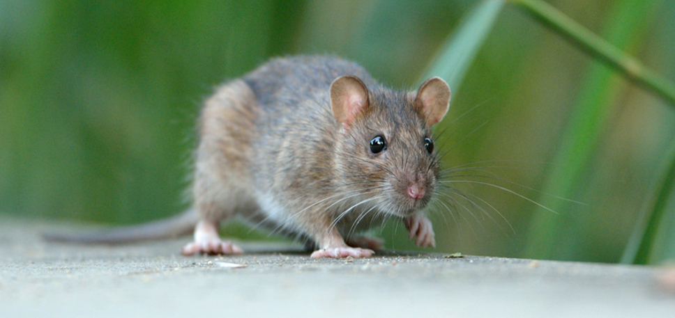 Arizona May Allow Specialty Ammo Made With Poison To Be Used As Urban Pest Control Featured