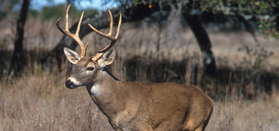 Pennsylvania May Lift Semi-Automatic Rifle Ban On Hunting Featured