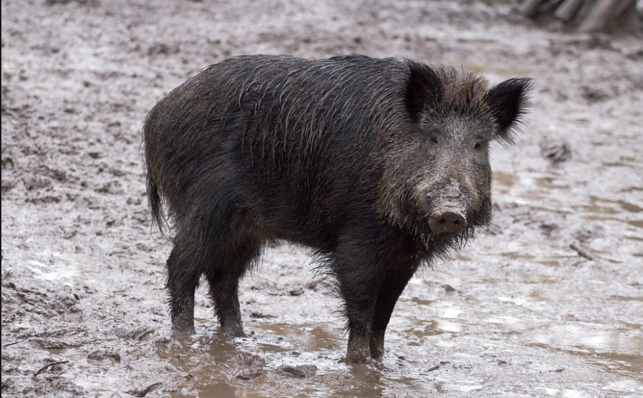 Report: Three ISIS Militants Killed By Herd Of Stampeding Wild Boars Featured