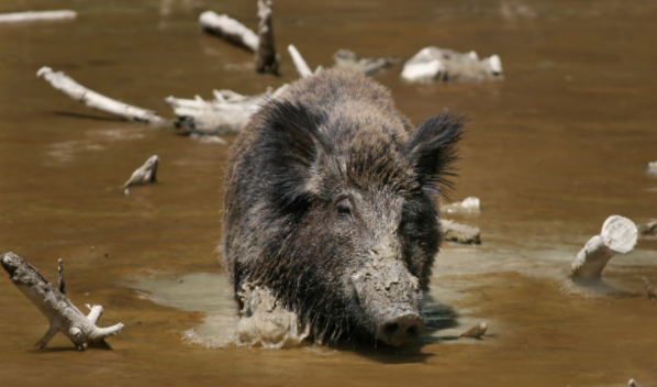 Stampeding Wild Boars Reportedly Kill 3 ISIS Fighters In Northern Iraq Featured