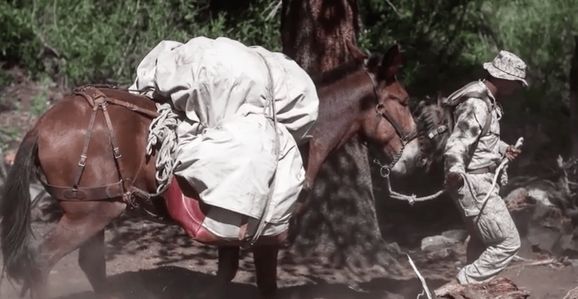 (VIDEO) Learn All About The Marine Corps Mule Packing Course Featured