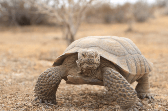 Marines Have Permanently Relocated 900+ Endangered Turtles From Twentynine Palms Featured