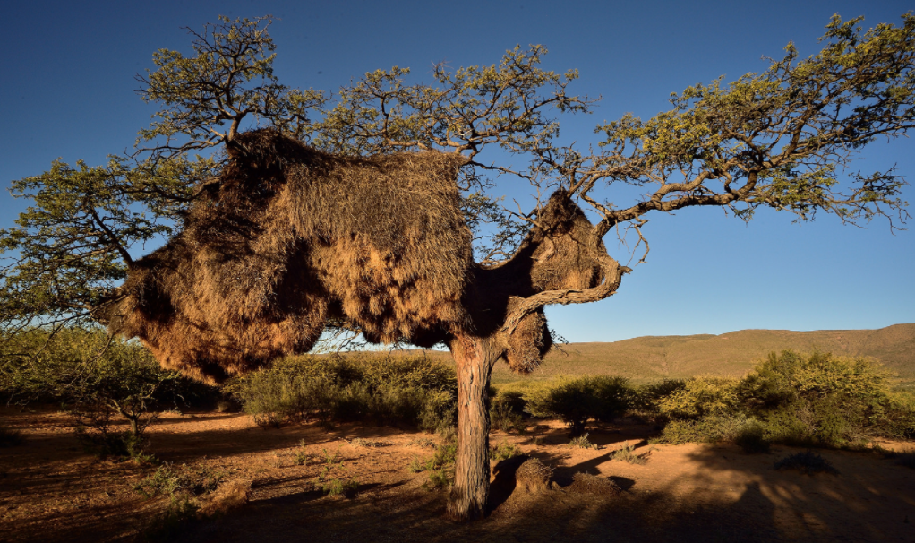 Op-Ed: Africa Has It All, But Remains The Poorest Continent Featured