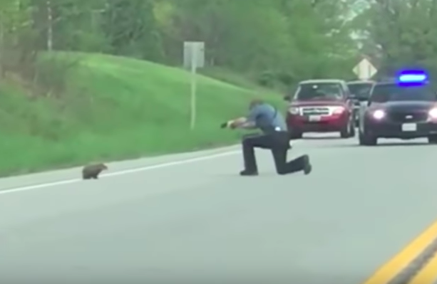 MD deputy shoots and kills groundhog that charges at him while crossing busy road