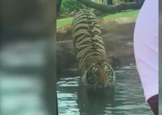 Video Of Mike The Tiger Stalking Visitors And Pouncing Goes Viral ...