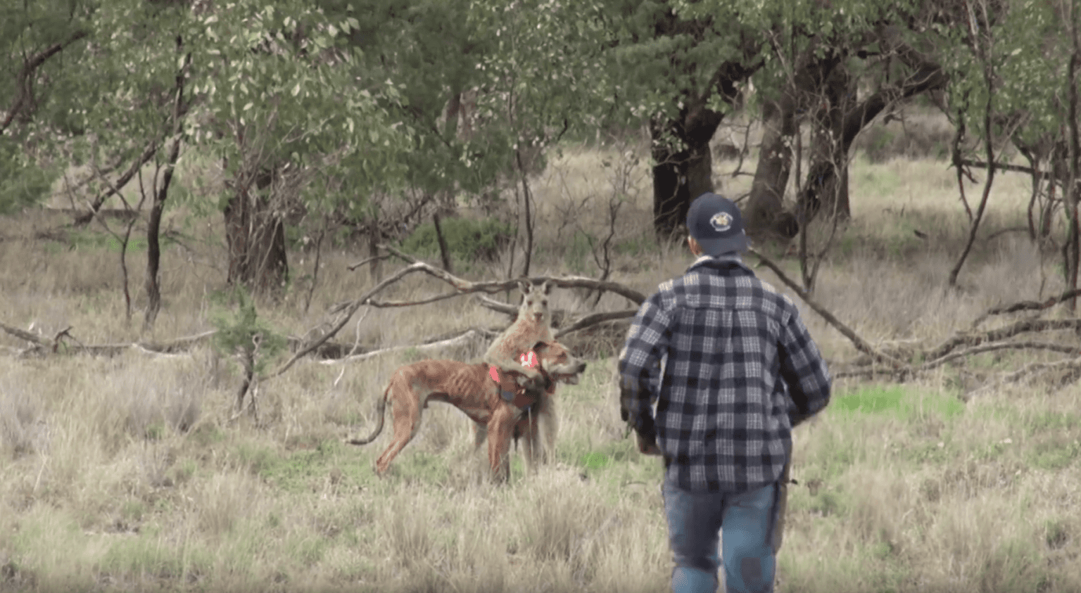 Watch this guy punch a kangaroo in the face to save his dog American