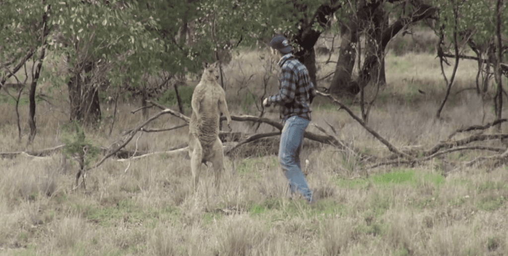 Watch this guy punch a kangaroo in the face to save his dog American Military News