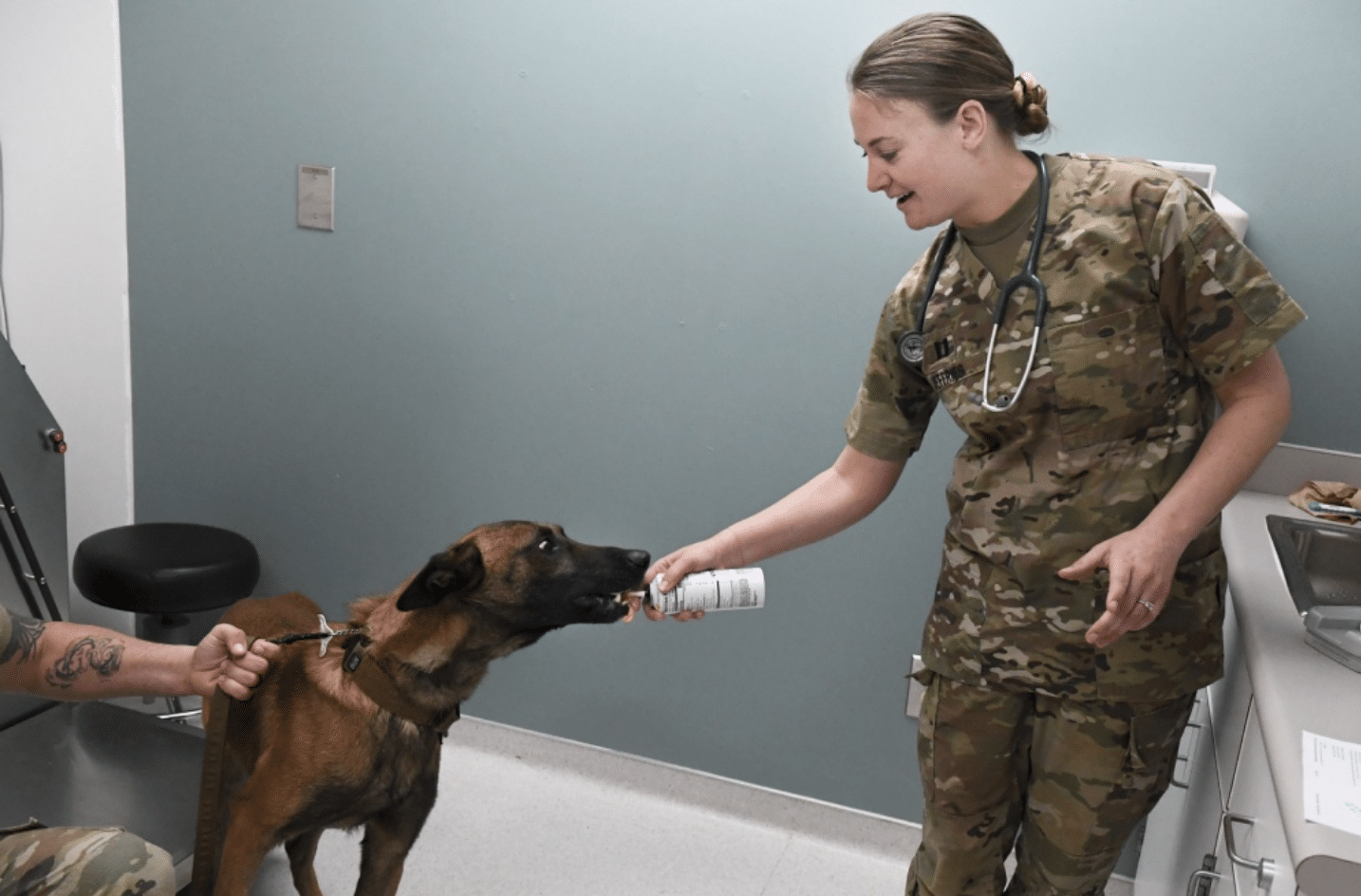 Myth busted Pets can’t spread COVID19 American Military News