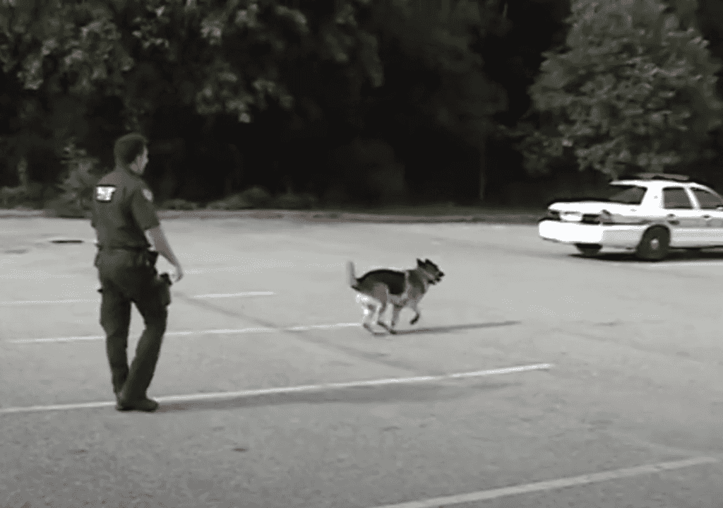 (VIDEO) Watch this clever K9 open and close police patrol car by