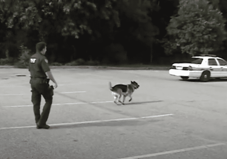 (VIDEO) Watch This Clever K9 Open And Close Police Patrol Car By ...