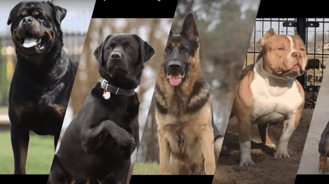 Top 10 Ultimate Military And Police Dog Breeds | American Military News