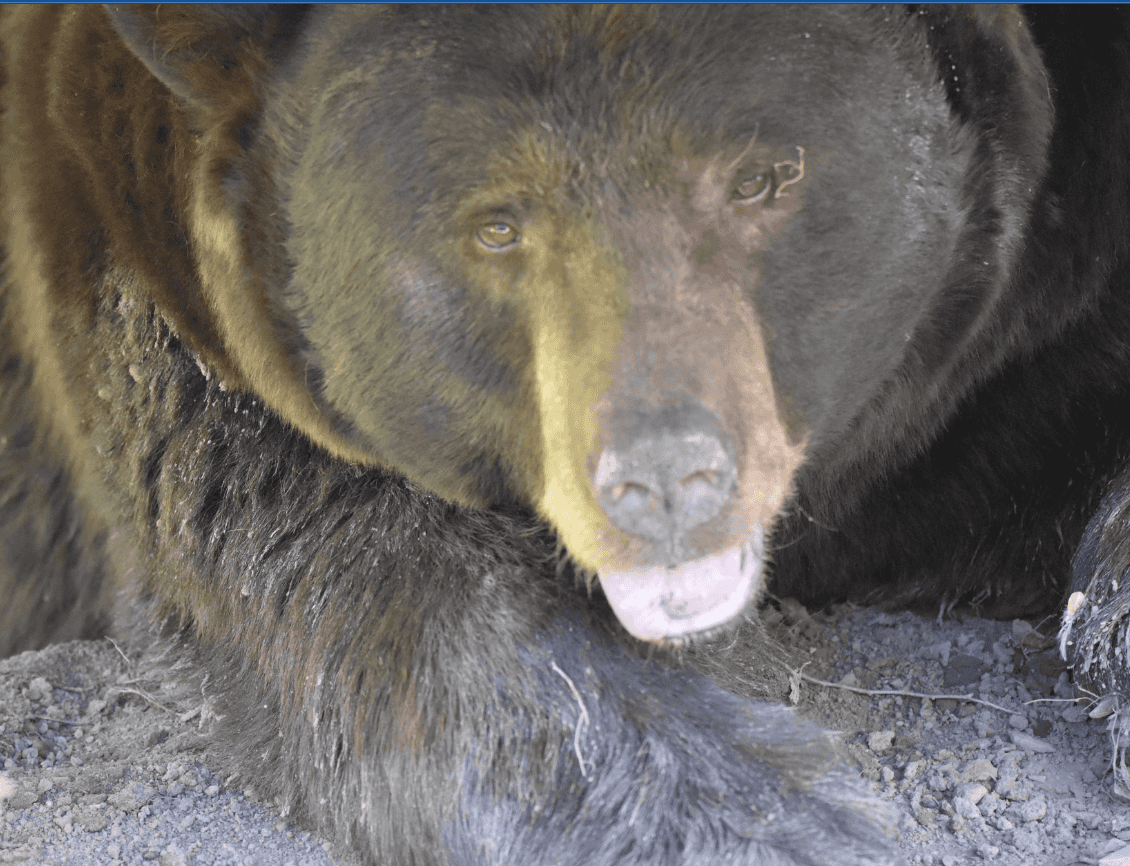 Hunters harvest 3,170 bears in 2022; 3 over 700 lbs., 11 topped 600 lbs.